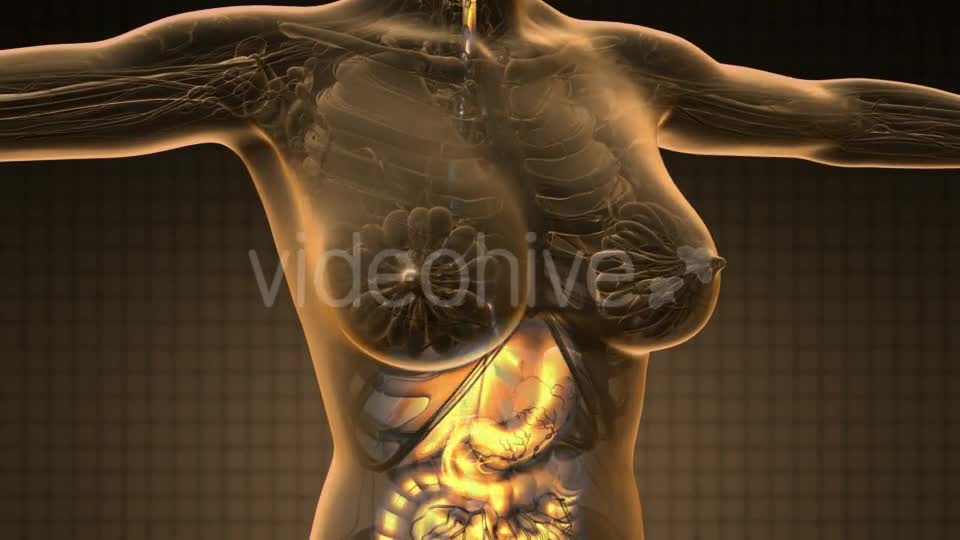 Human Body with Visible Digestive System - Download Videohive 18966396