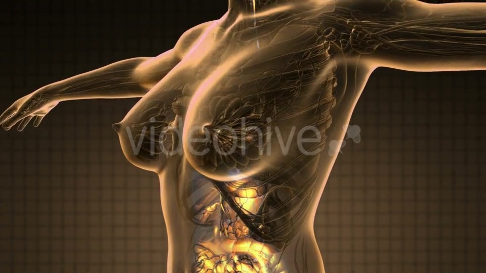 Human Body with Visible Digestive System - Download Videohive 18966396