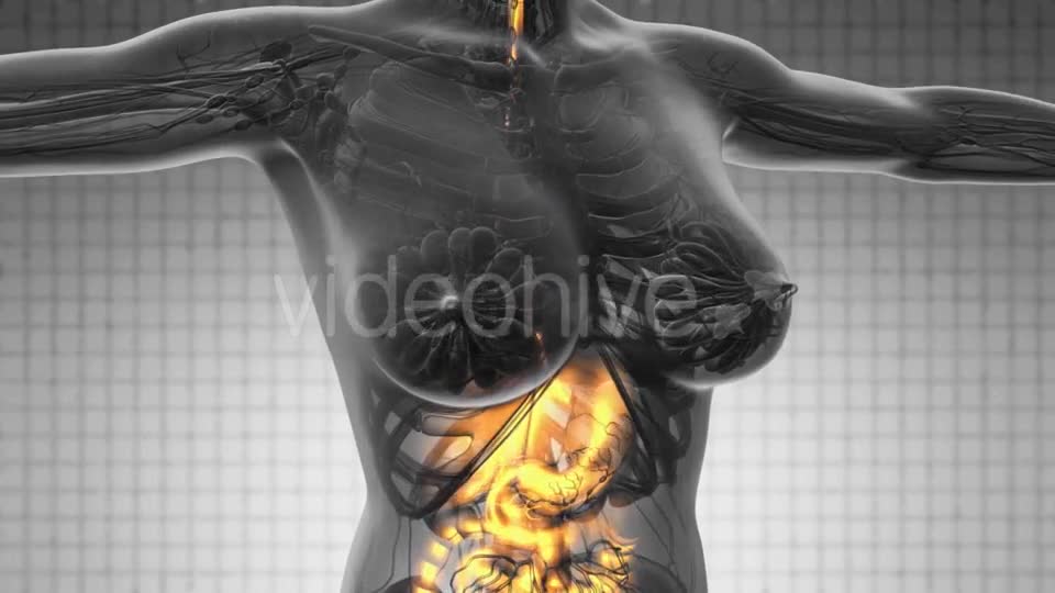 Human Body with Visible Digestive System - Download Videohive 18966399