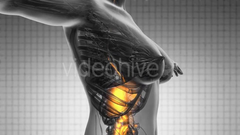 Human Body with Visible Digestive System - Download Videohive 18966399