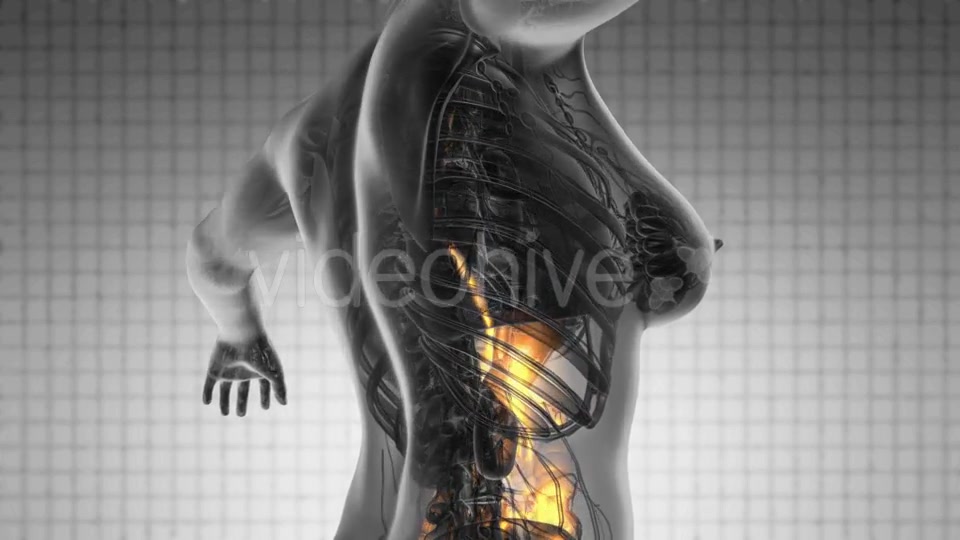 Human Body with Visible Digestive System - Download Videohive 18966399