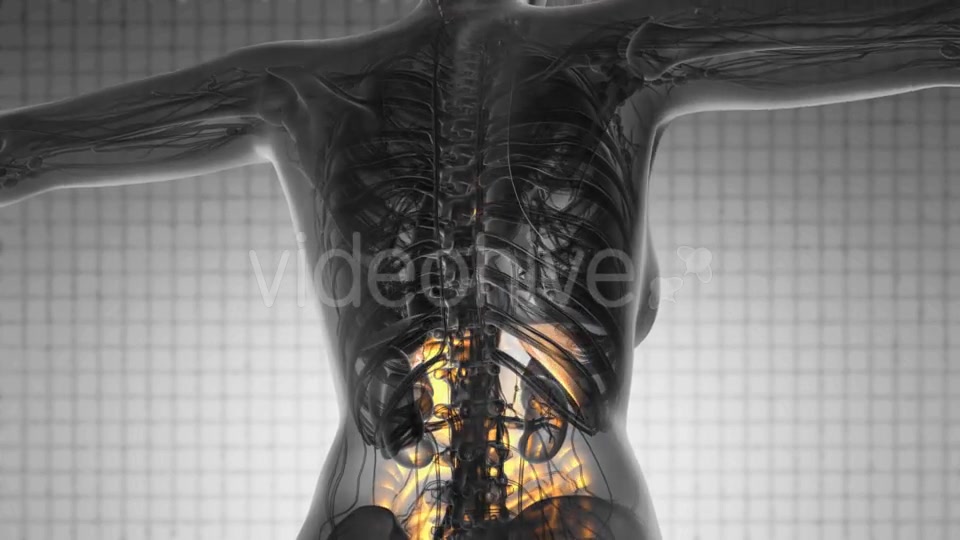 Human Body with Visible Digestive System - Download Videohive 18966399