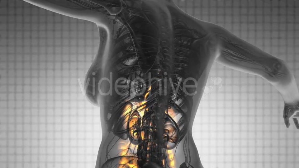 Human Body with Visible Digestive System - Download Videohive 18966399