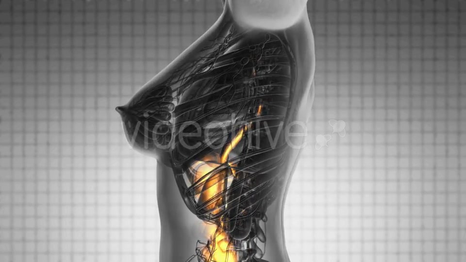 Human Body with Visible Digestive System - Download Videohive 18966399