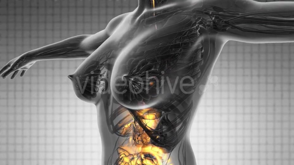 Human Body with Visible Digestive System - Download Videohive 18966399