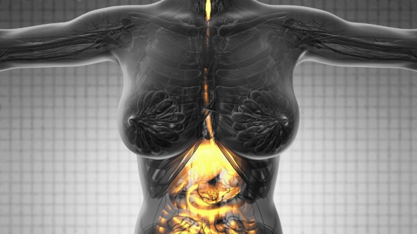 Human Body with Visible Digestive System - Download Videohive 18966399