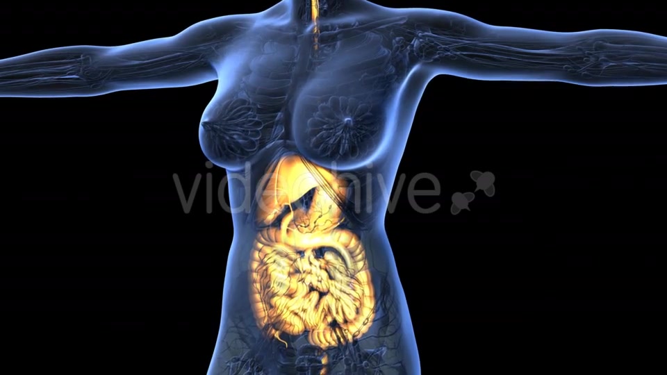 Human Body with Visible Digestive System - Download Videohive 18967380