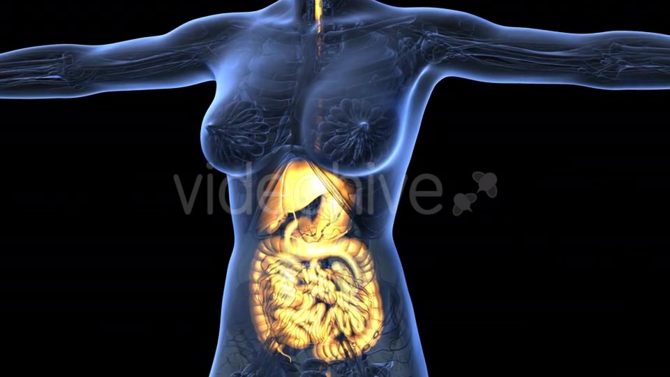 Human Body with Visible Digestive System - Download Videohive 18967380