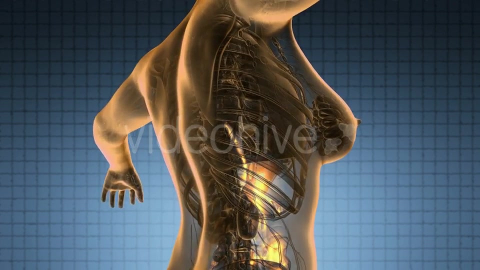 Human Body with Visible Digestive System - Download Videohive 19011292