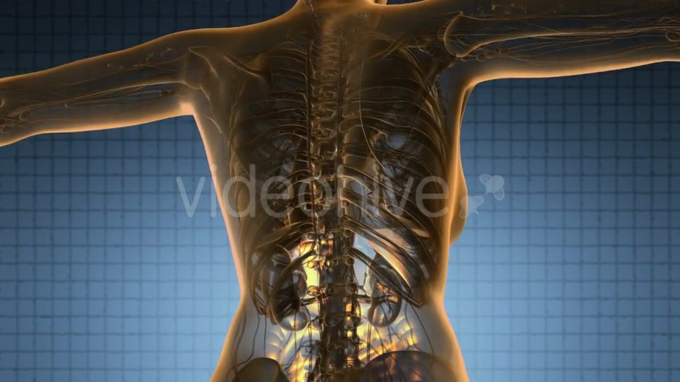 Human Body with Visible Digestive System - Download Videohive 19011292