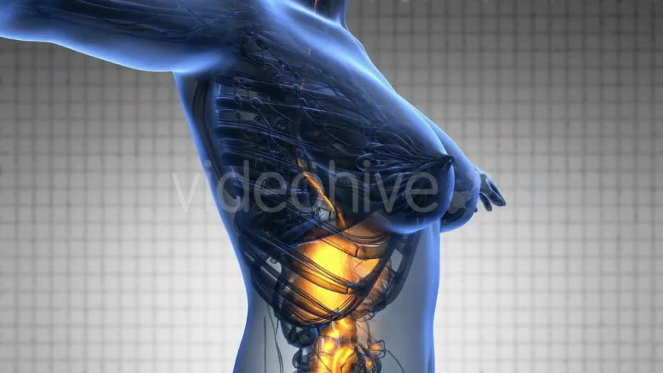 Human Body with Visible Digestive System - Download Videohive 19109379