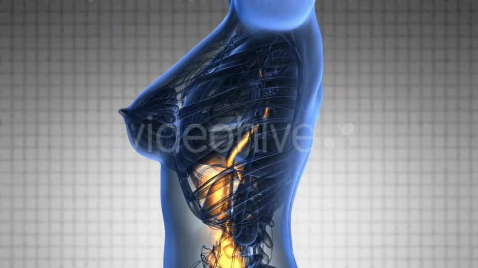 Human Body with Visible Digestive System - Download Videohive 19109379