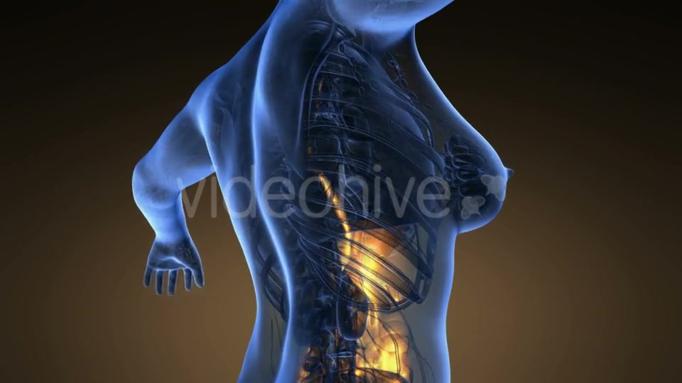 Human Body with Visible Digestive System - Download Videohive 19289820