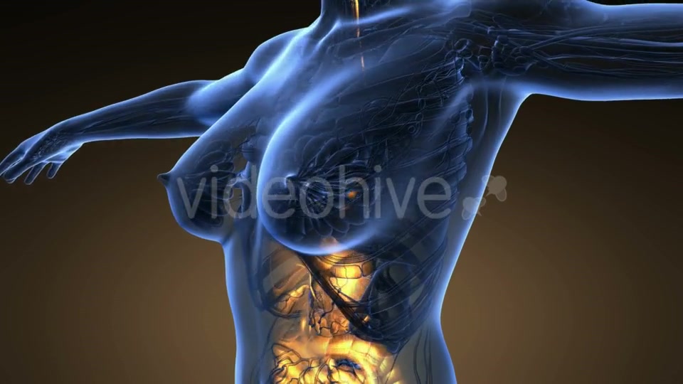 Human Body with Visible Digestive System - Download Videohive 19289820