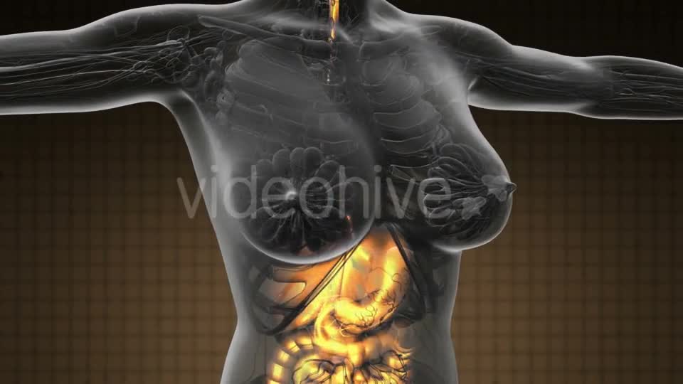 Human Body with Visible Digestive System - Download Videohive 19369309