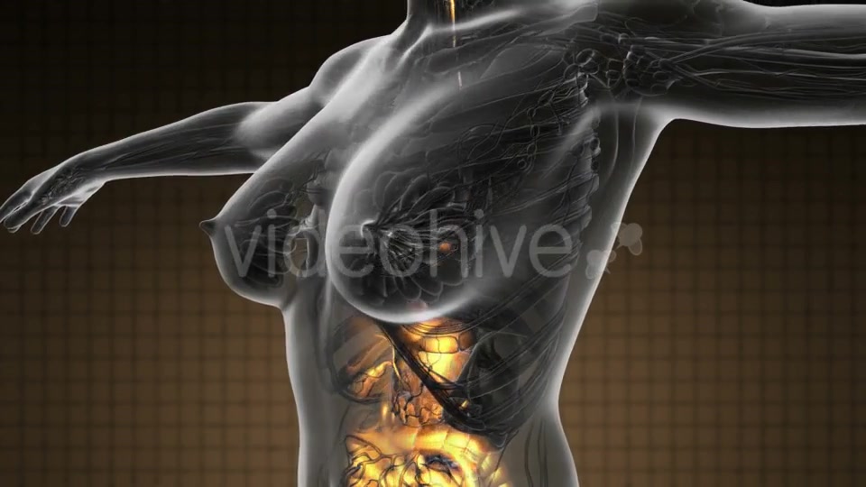 Human Body with Visible Digestive System - Download Videohive 19369309