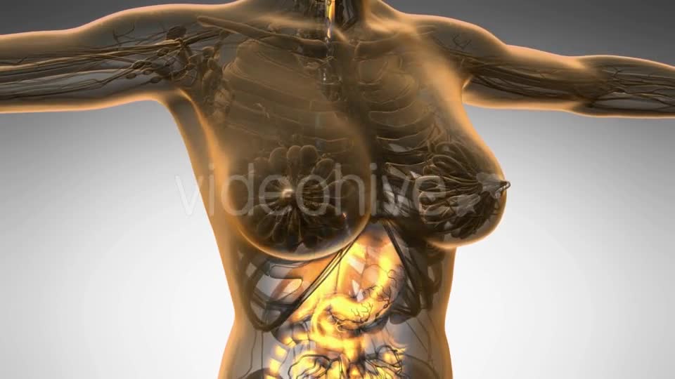 Human Body with Visible Digestive System - Download Videohive 19446984