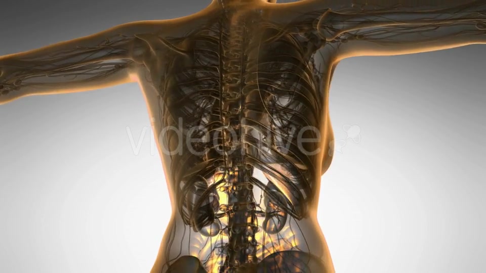 Human Body with Visible Digestive System - Download Videohive 19446984