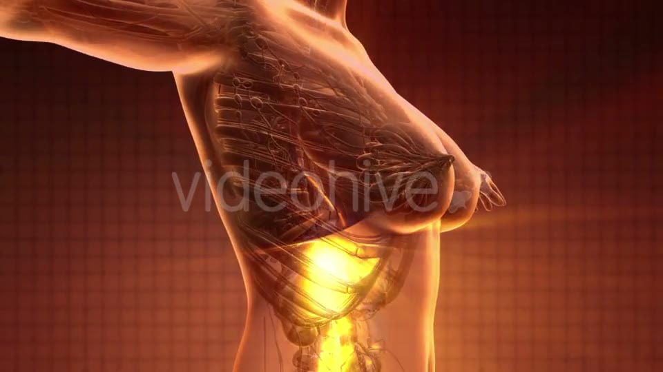 Human Body with Visible Digestive System - Download Videohive 20010583