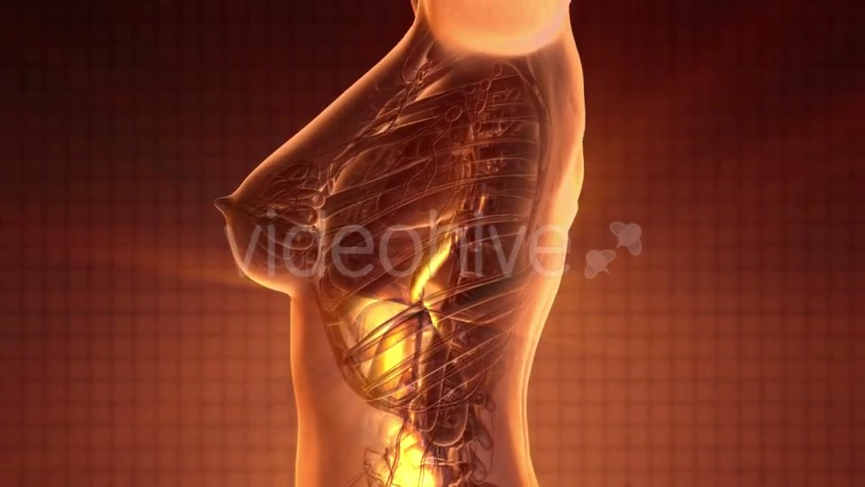 Human Body with Visible Digestive System - Download Videohive 20010583