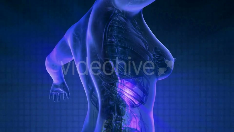Human Body with Visible Digestive System - Download Videohive 20354347