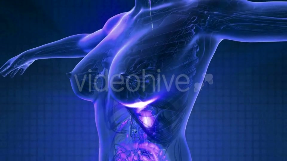 Human Body with Visible Digestive System - Download Videohive 20354347