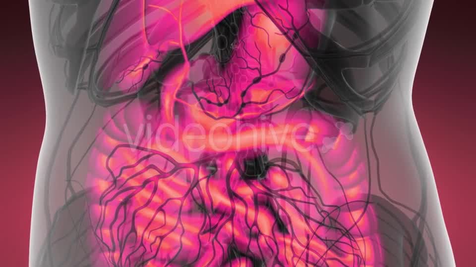 Human Body with Visible Digestive System - Download Videohive 21166552