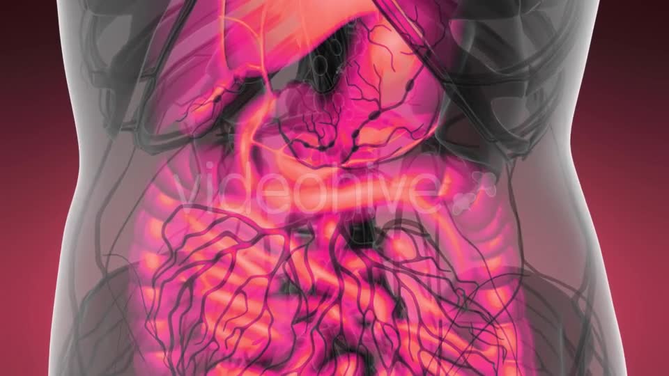 Human Body with Visible Digestive System - Download Videohive 21166552