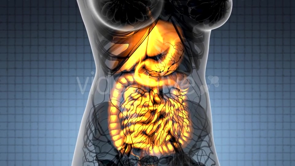 Human Body with Visible Digestive System - Download Videohive 21225239