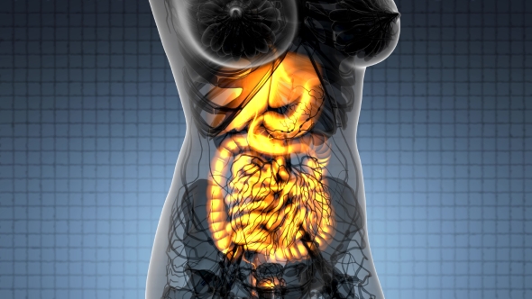 Human Body with Visible Digestive System - Download Videohive 21225239