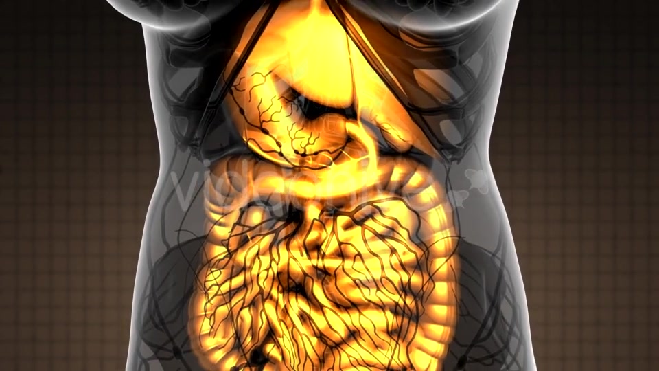 Human Body with Visible Digestive System - Download Videohive 21264156