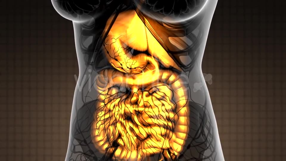 Human Body with Visible Digestive System - Download Videohive 21264156