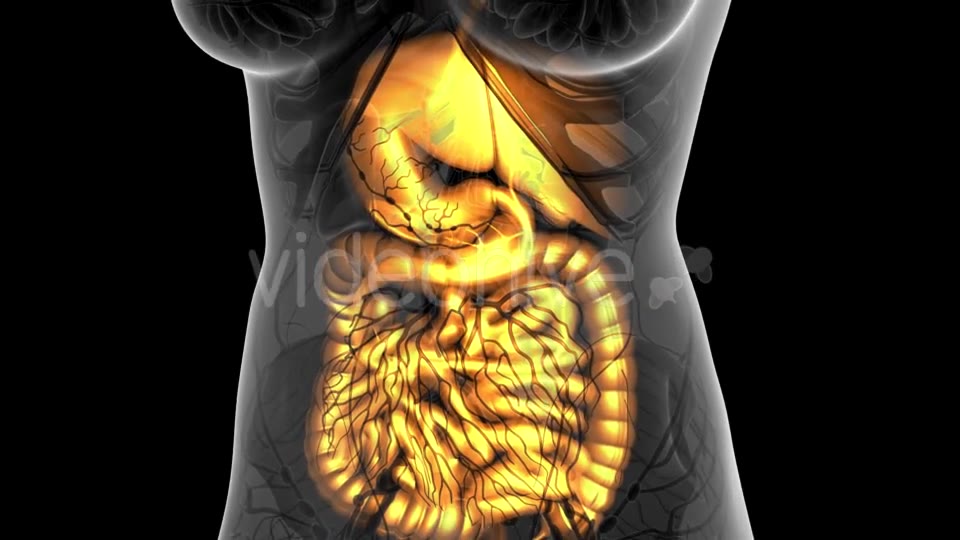 Human Body with Visible Digestive System - Download Videohive 21314029