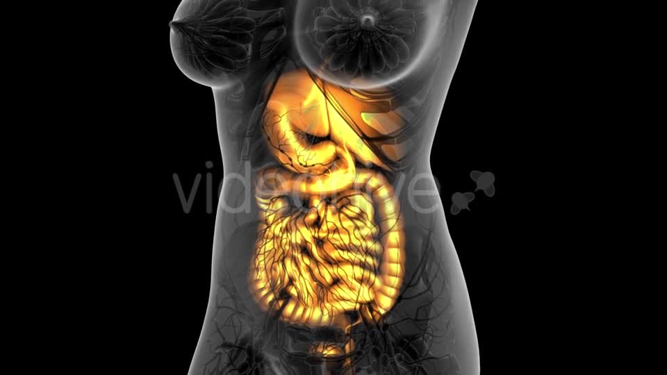 Human Body with Visible Digestive System - Download Videohive 21314029