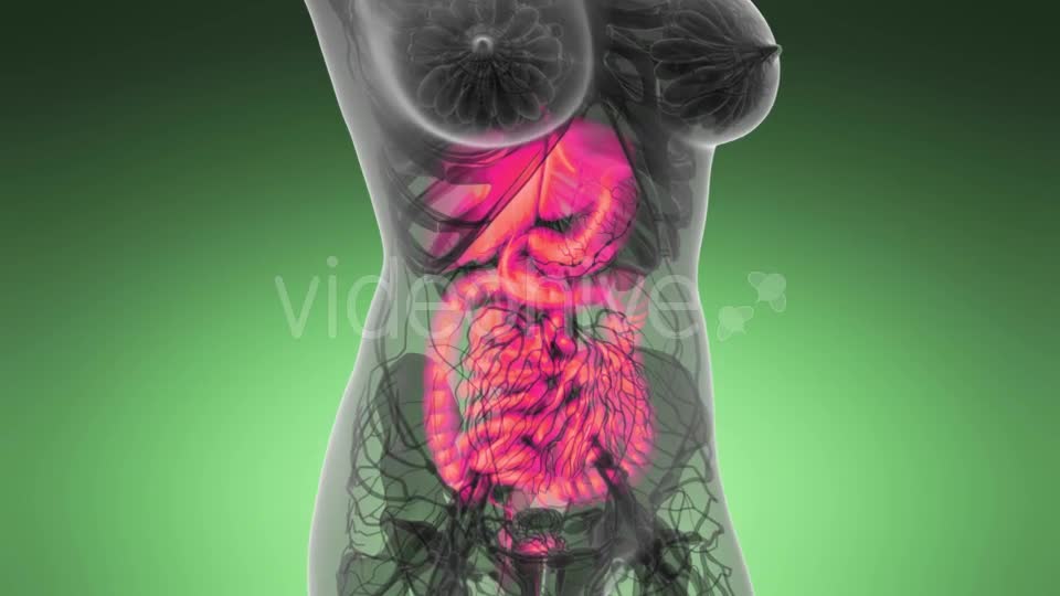 Human Body with Visible Digestive System - Download Videohive 21389101