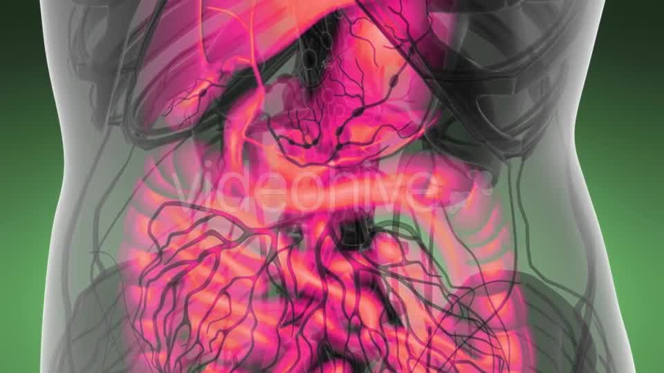 Human Body with Visible Digestive System - Download Videohive 21389101