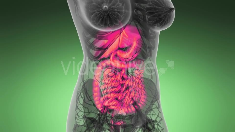 Human Body with Visible Digestive System - Download Videohive 21389101