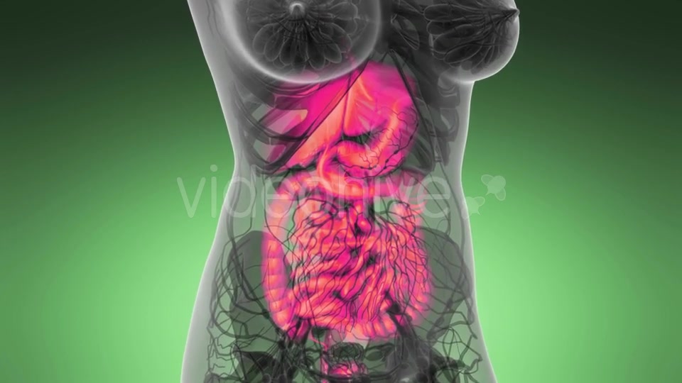 Human Body with Visible Digestive System - Download Videohive 21389101