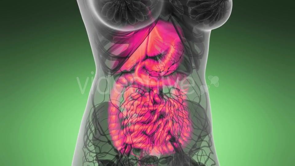 Human Body with Visible Digestive System - Download Videohive 21389101