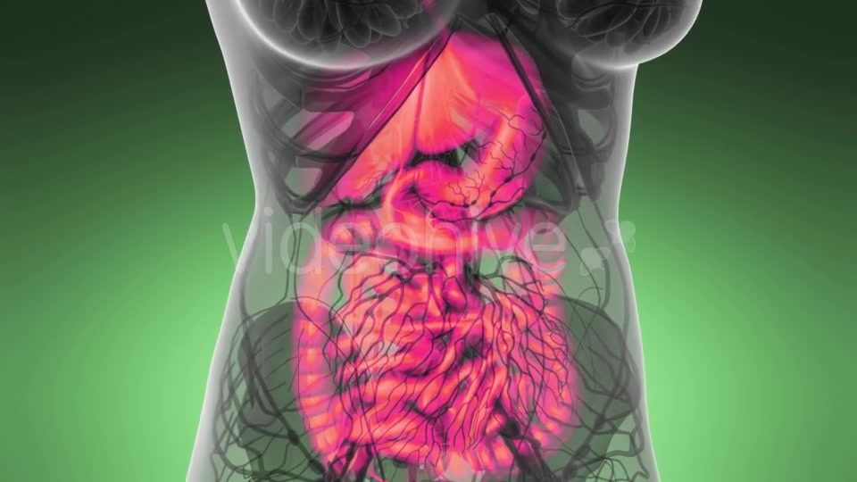 Human Body with Visible Digestive System - Download Videohive 21389101