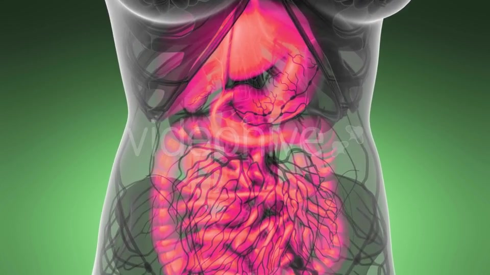 Human Body with Visible Digestive System - Download Videohive 21389101