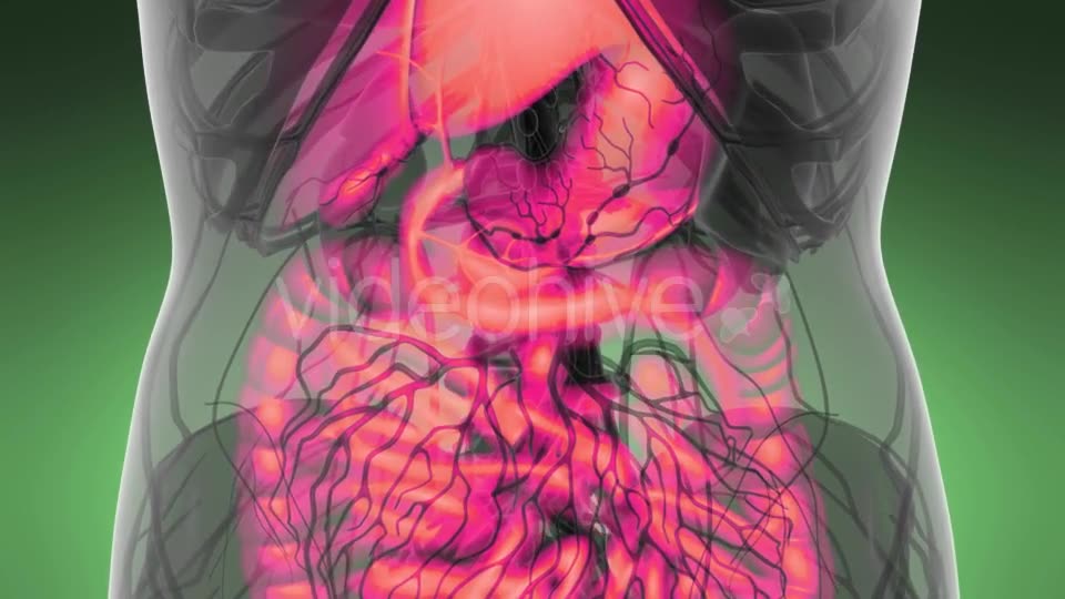 Human Body with Visible Digestive System - Download Videohive 21389101