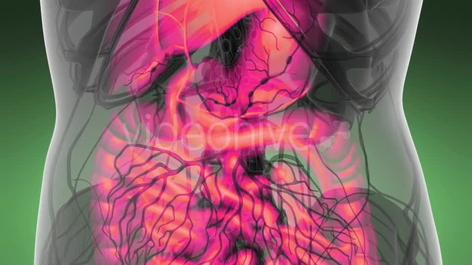 Human Body with Visible Digestive System - Download Videohive 21389101