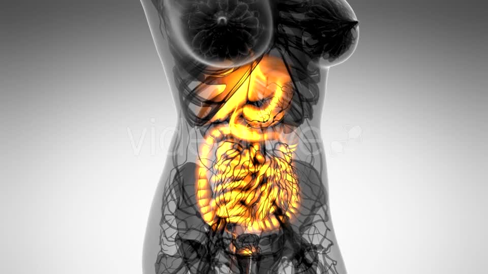 Human Body with Visible Digestive System - Download Videohive 21484976