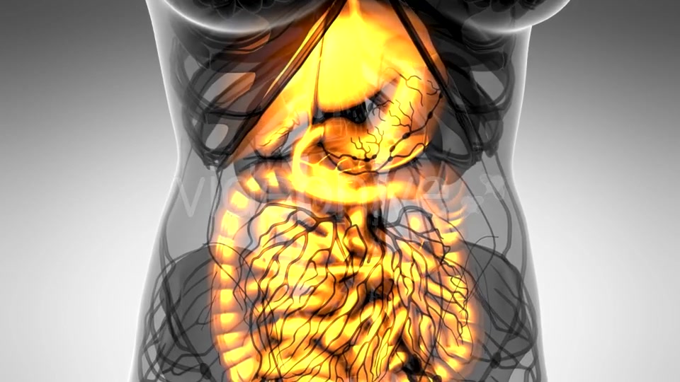 Human Body with Visible Digestive System - Download Videohive 21484976