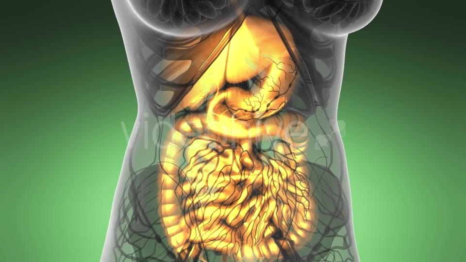 Human Body with Visible Digestive System - Download Videohive 21531504