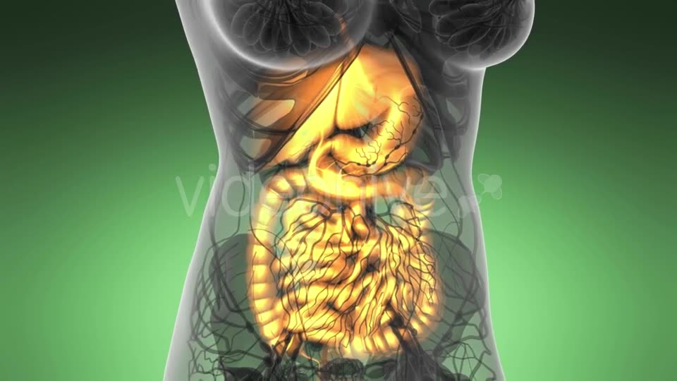 Human Body with Visible Digestive System - Download Videohive 21531504