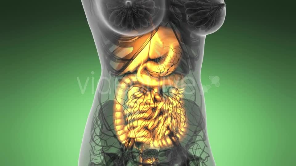Human Body with Visible Digestive System - Download Videohive 21531504