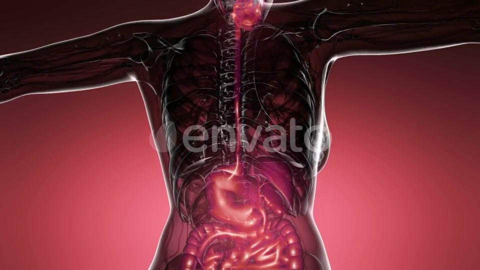 Human Body with Visible Digestive System - Download Videohive 21633664