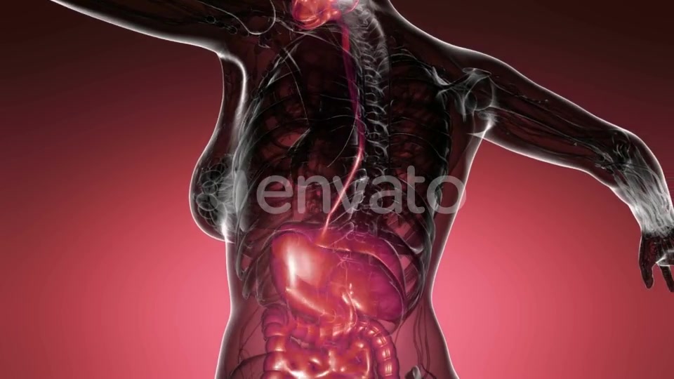 Human Body with Visible Digestive System - Download Videohive 21633664